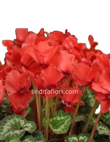 Pianta di ciclamino confezione extra